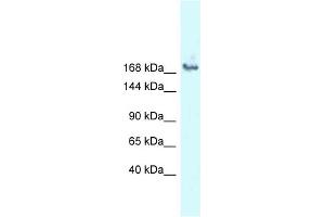 WB Suggested Anti-SNRNP200 Antibody Titration: 1. (SNRNP200 antibody  (N-Term))
