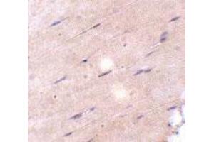 Immunohistochemical staining of mouse skeletal muscle tissue with 5 ug/mL FNIP2 polyclonal antibody . (FNIP2 antibody  (C-Term))