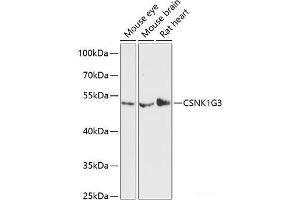 Western blot analysis of extracts of various cell lines using CSNK1G3 Polyclonal Antibody at dilution of 1:3000. (CSNK1G3 antibody)