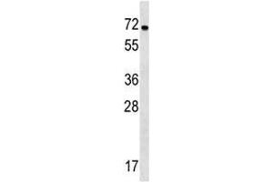 NOX1 antibody western blot analysis in WiDr lysate. (NOX1 antibody  (AA 243-271))