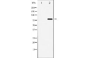 Western blot analysis of ATRIP phosphorylation expression in NIH-3T3 whole cell lysates,The lane on the left is treated with the antigen-specific peptide. (ATRIP antibody  (pSer68))