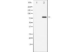 Western blot analysis of ATRIP phosphorylation expression in NIH-3T3 whole cell lysates,The lane on the left is treated with the antigen-specific peptide.