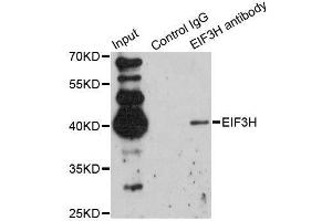 Immunofluorescence (IF) image for anti-Eukaryotic Translation Initiation Factor 3 Subunit H (EIF3H) (AA 80-340) antibody (ABIN6140064)