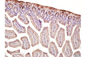 Multimerin 1 antibody  (AA 895-930)