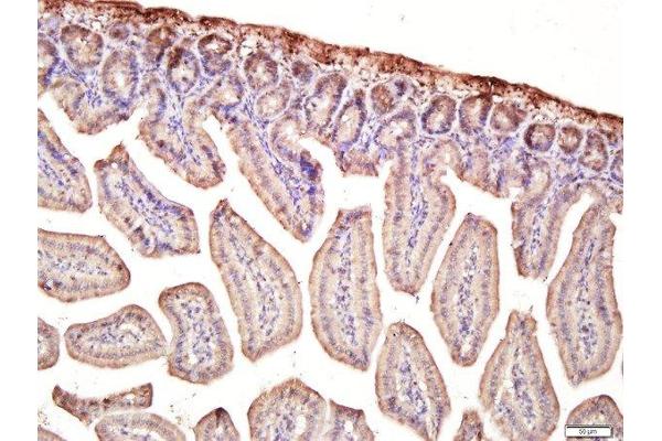 Multimerin 1 antibody  (AA 895-930)