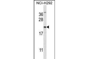 MUC1/E Antibody (C-term) (ABIN657546 and ABIN2846561) western blot analysis in NCI- cell line lysates (35 μg/lane). (MUC1 antibody  (C-Term))