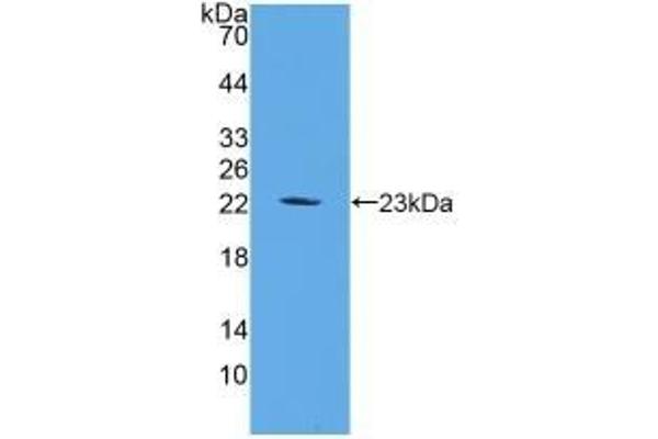 FGF6 antibody  (AA 39-208)