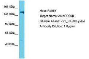 Image no. 1 for anti-Ankyrin Repeat Domain 36B (ANKRD36B) (AA 1263-1312) antibody (ABIN6750651) (ANKRD36B antibody  (AA 1263-1312))