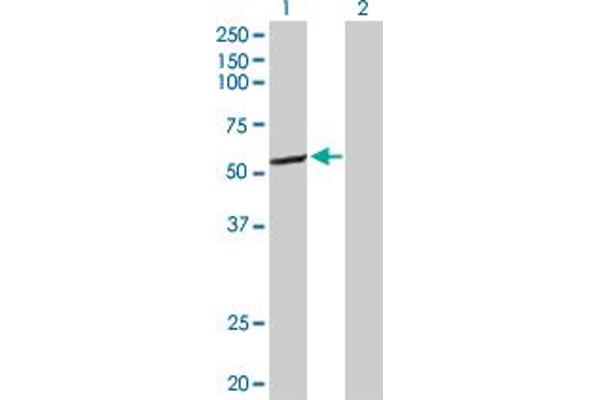 CYP2C8 antibody  (AA 1-490)