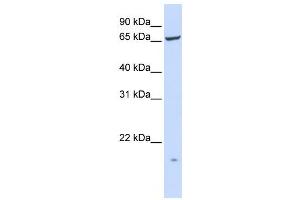 Western Blotting (WB) image for anti-Phosphatidylinositol Glycan T (PIGT) antibody (ABIN2459078)