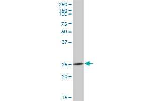 GZMH MaxPab polyclonal antibody. (GZMH antibody  (AA 1-246))