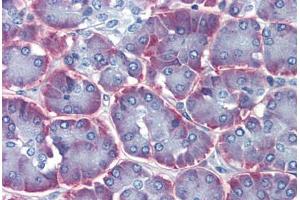 Human Pancreas (formalin-fixed, paraffin-embedded) stained with IMPDH1 antibody ABIN462258 followed by biotinylated goat anti-rabbit IgG secondary antibody ABIN481713, alkaline phosphatase-streptavidin and chromogen. (IMPDH1 antibody  (AA 254-303))