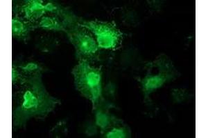 Anti-FAM40A mouse monoclonal antibody (ABIN2454140) immunofluorescent staining of COS7 cells transiently transfected by pCMV6-ENTRY FAM40A (RC210537). (STRIP1 antibody)