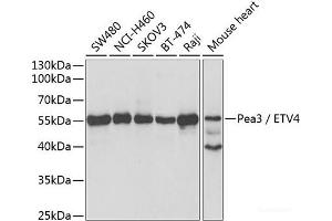 Western blot analysis of extracts of various cell lines using Pea3 / ETV4 Polyclonal Antibody at dilution of 1:1000. (ETV4 antibody)