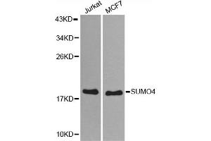 Western blot analysis of extracts of various cell lines, using SUMO4 antibody (ABIN5971586) at 1:800 dilution. (SUMO4 antibody)