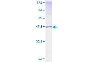 MRPL21 Protein (AA 1-209) (GST tag)