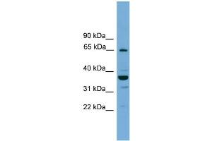 WB Suggested Anti-TH1L  Antibody Titration: 0. (TH1-Like antibody  (N-Term))