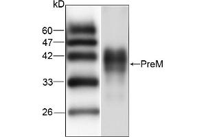 Western blot analysis of recombinant protein JEV PreM, using JEV PreM antibody (1/1000 dilution). (Japanese Encephalitis Virus PreM (JEV PreM) antibody)