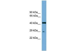 WB Suggested Anti-Rfxap Antibody Titration:  0. (RFXAP antibody  (Middle Region))