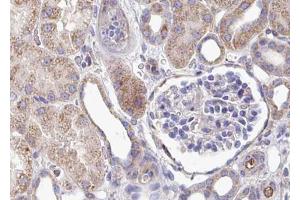 ABIN6267421 at 1/100 staining human kidney tissue sections by IHC-P.