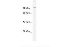 Image no. 1 for anti-Glutamate Receptor Interacting Protein 1 (GRIP1) (N-Term) antibody (ABIN202969) (GRIP1 antibody  (N-Term))