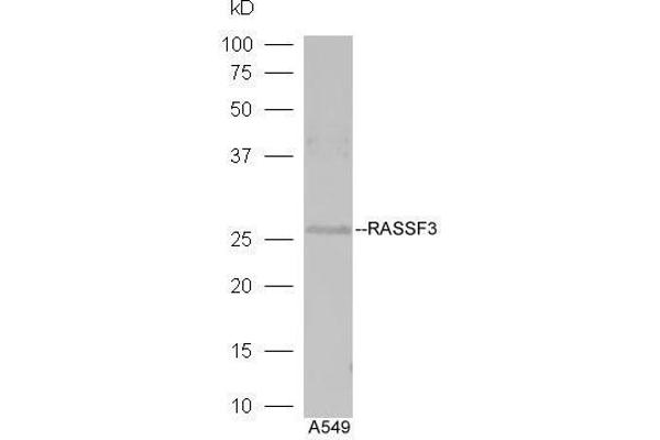 RASSF3 antibody  (AA 51-150)