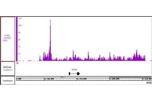 N-Myc antibody (pAb) tested by ChIP-Seq Chromatin immunoprecipitation (ChIP) was performed using the ChIP-IT High Sensitivity Kit with 200 μg of chromatin from human cell line chromatin and 20 μg N-Myc antibody. (MYCN antibody  (C-Term))