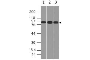 Image no. 1 for anti-Villin 1 (VIL1) (AA 108-322) antibody (ABIN5027631) (Villin 1 antibody  (AA 108-322))