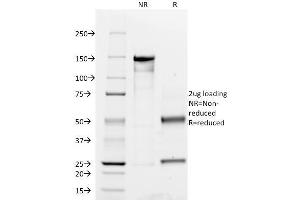 SDS-PAGE (SDS) image for anti-Protein tyrosine Phosphatase, Receptor Type, C (PTPRC) antibody (ABIN6940446)