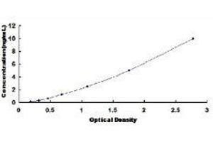 Ribonuclease T2 (RNASET2) ELISA Kit