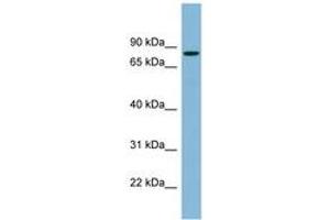 Image no. 1 for anti-Erythrocyte Membrane Protein Band 4.1 (Elliptocytosis 1, RH-Linked) (EPB41) (AA 107-156) antibody (ABIN6742061)