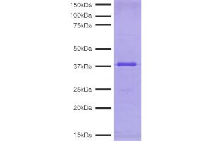 Protein Gel Data: CUTANA™ pAG-MNase (1 μg) was resolved via SDS-PAGE and stained with Coomassie blue. (CUTANA™ pAG-MNase for ChIC/CUT&RUN Assays)