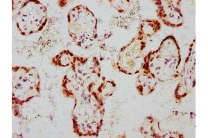 IHC image of ABIN7127695 diluted at 1:100 and staining in paraffin-embedded human placenta tissue performed on a Leica BondTM system. (Recombinant GATA3 antibody  (pSer308))
