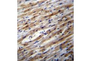 Immunohistochemistry analysis in formalin fixed and paraffin embedded human heart tissue reacted with POFUT1 Antibody (C-term) Cat-No AP53375PU-N, which was peroxidase conjugated to the secondary antibody and followed by DAB staining. (POFUT1 antibody  (C-Term))