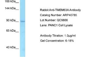 Western Blotting (WB) image for anti-Transmembrane Protein 63A (TMEM63A) (C-Term) antibody (ABIN2779067) (TMEM63A antibody  (C-Term))