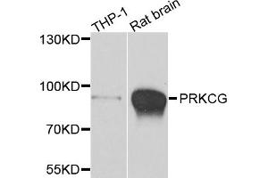 Western blot analysis of extracts of various cell lines, using PRKCG antibody (ABIN5995402) at 1/500 dilution. (PKC gamma antibody)