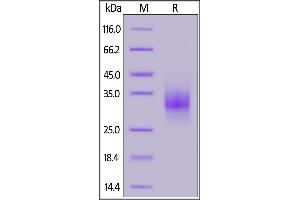 Rhesus macaque CD32a, His Tag (SPR & BLI verified) on  under reducing (R) condition. (FCGR2A Protein (AA 34-217) (His tag))
