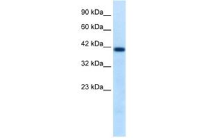 WB Suggested Antibody Titration:  0.