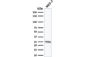 Western Blot Analysis of human MCF-7 cell lysate using Bcl-2 Mouse Monoclonal Antibody (SPM530). (Bcl-2 antibody  (AA 41-54))