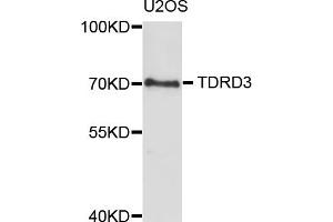 Western blot analysis of extracts of U2OS cells, using TDRD3 antibody (ABIN1877029) at 1:1000 dilution. (TDRD3 antibody)
