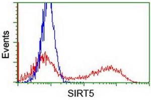 Image no. 2 for anti-Sirtuin 5 (SIRT5) antibody (ABIN1500928) (SIRT5 antibody)
