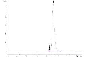 The purity of Biotinylated Human Her2 Domain 4 is greater than 95 % as determined by SEC-HPLC. (ErbB2/Her2 Protein (AA 489-630) (His-Avi Tag,Biotin))