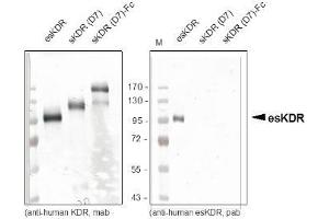 Western Analysis of anti-human esKDR. (VEGFR2/CD309 antibody  (AA 20-678))