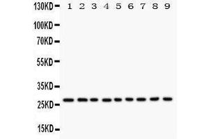 Western Blotting (WB) image for anti-Kallikrein 6 (KLK6) (AA 227-244), (C-Term) antibody (ABIN3044157)