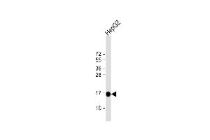 Western Blot at 1:4000 dilution + HepG2 whole cell lysate Lysates/proteins at 20 ug per lane.