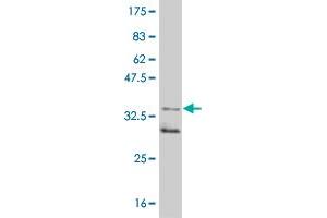 Western Blot detection against Immunogen (35. (MAPKAP Kinase 2 antibody  (AA 266-352))