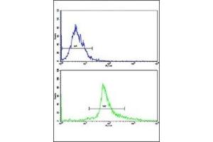 Flow cytometric analysis of HepG2 cells using Bax antibody (green) compared to a negative control cell (blue). (BAX antibody  (AA 41-76))