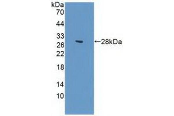 GUCY1B3 antibody  (AA 408-619)