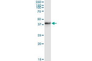 Immunoprecipitation of TICAM2 transfected lysate using anti-TICAM2 MaxPab rabbit polyclonal antibody and Protein A Magnetic Bead , and immunoblotted with TICAM2 purified MaxPab mouse polyclonal antibody (B01P) . (TICAM2 antibody  (AA 1-235))