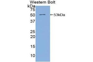 Western blot analysis of the recombinant protein. (Angiopoietin 4 antibody  (AA 305-503))